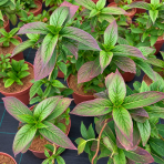 Hortenzia pílovitá (Hydrangea serrata) ‘MAGIC PILLOW’® - výška 30-40 cm, kont. C3L